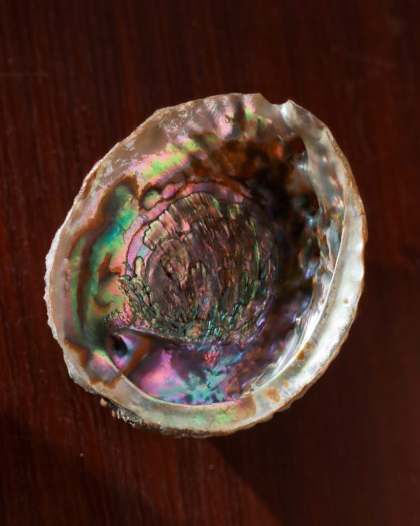 abalone schelp