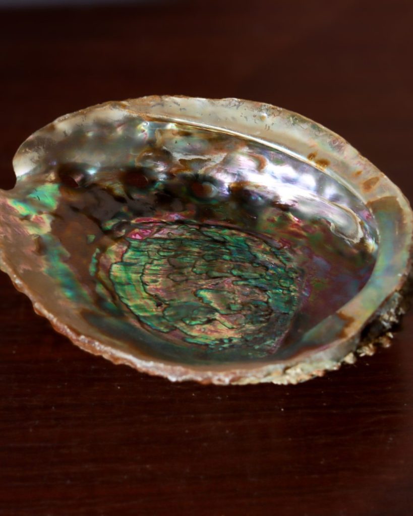 abalone schelp
