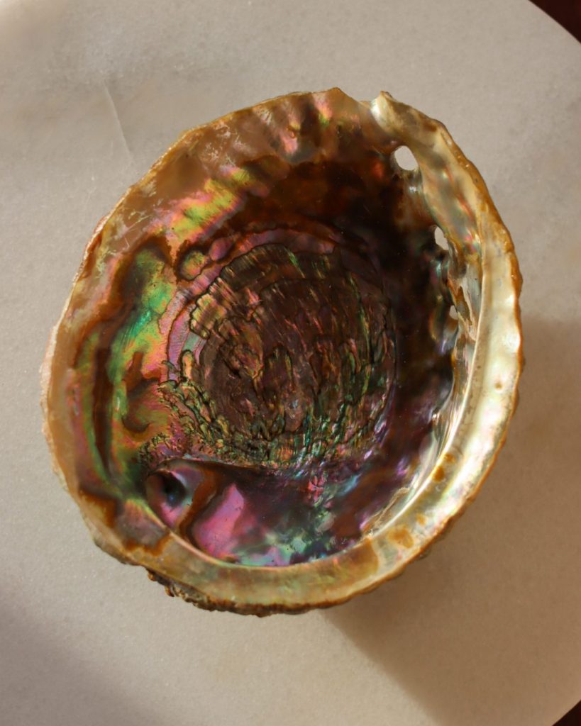 abalone-schelp (4)