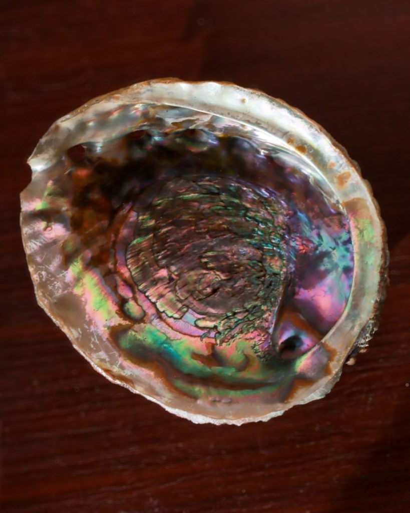 abalone schelp