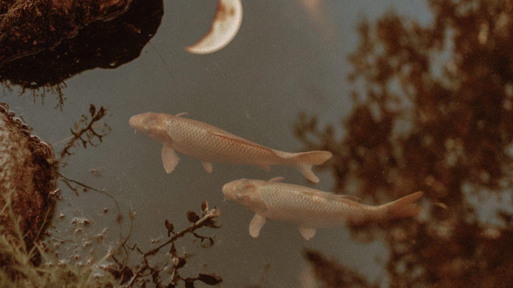 nieuwe maan in vissen